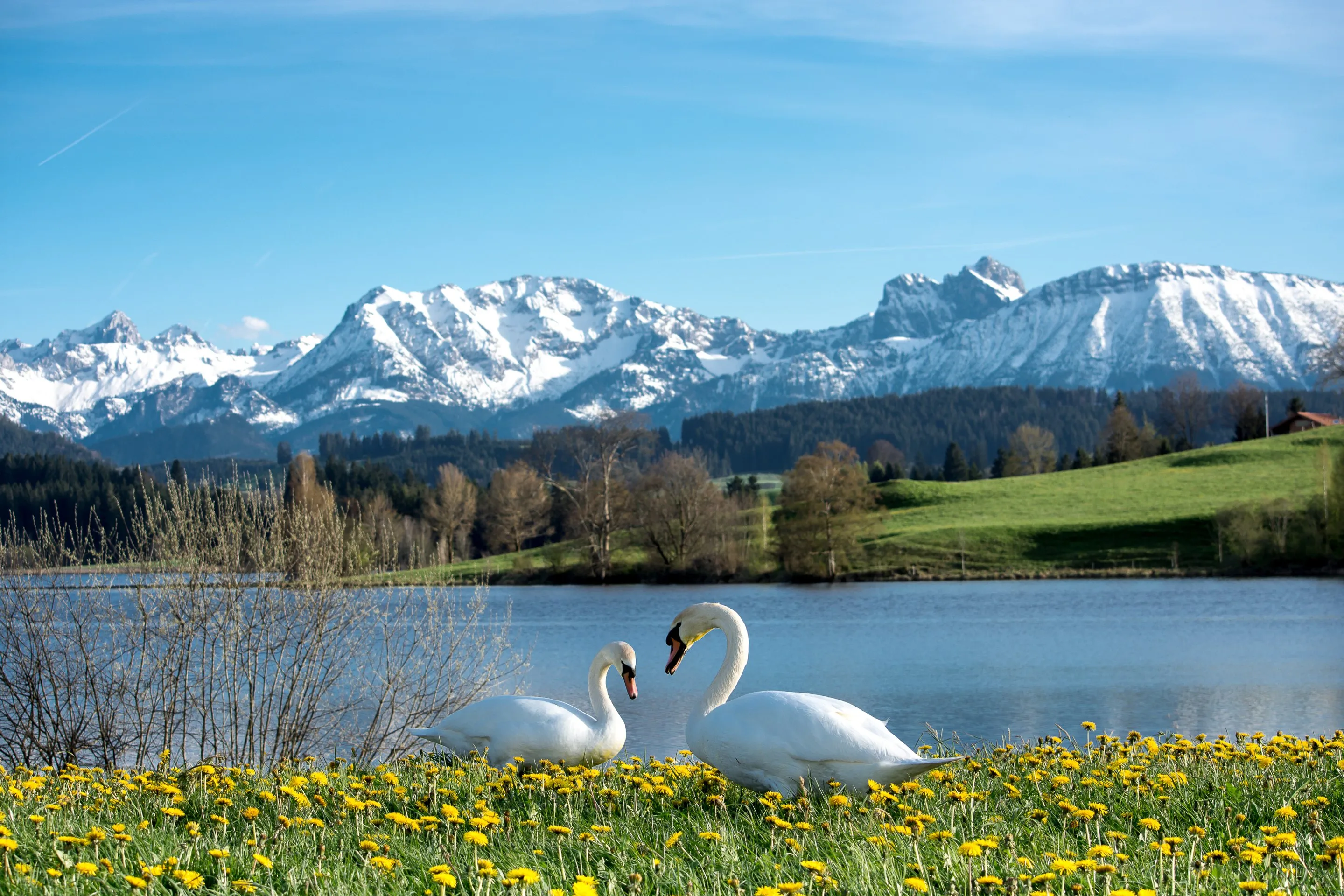 Zwei weiße Schwäne am Ufer eines Sees mit gelben Blumen, schneebedeckten Bergen und blauem Himmel im Hintergrund.